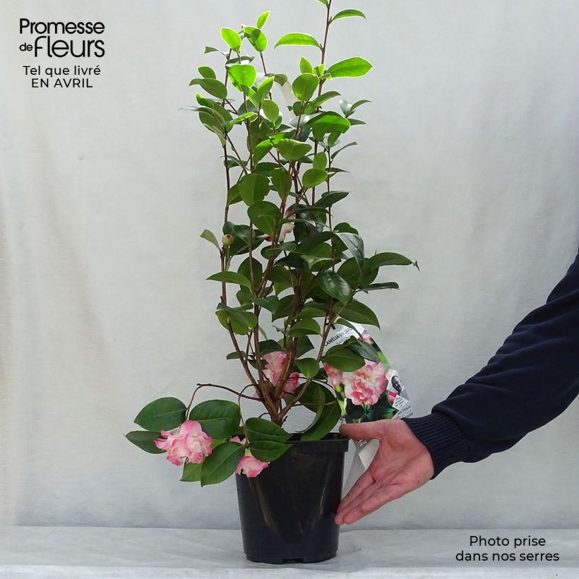 Camellia japonica Nuccio's Jewel Vaso da 3L/4LAltezza consegnata circa 40/60cm esemplare consegnato in primavera