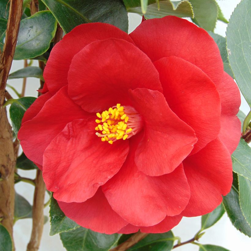 Camellia Royal Velvet (Fioritura)