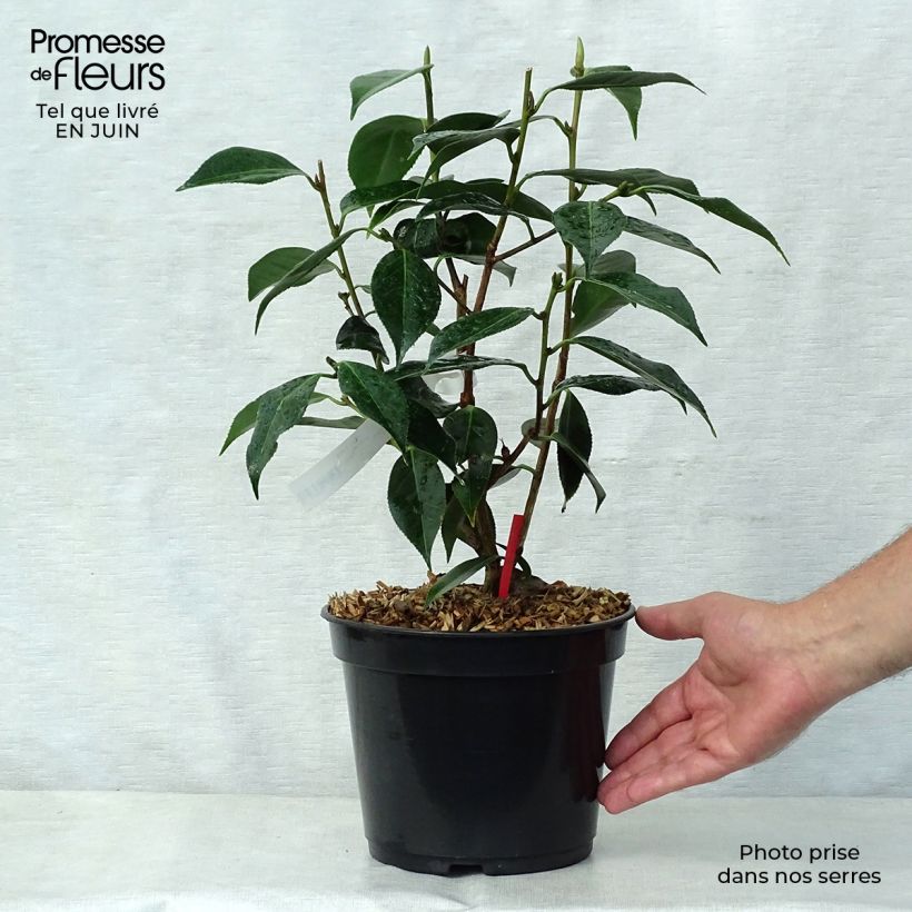 Esemplare di Camellia Royal Velvet Vaso da 4L/5L consegnato in estate