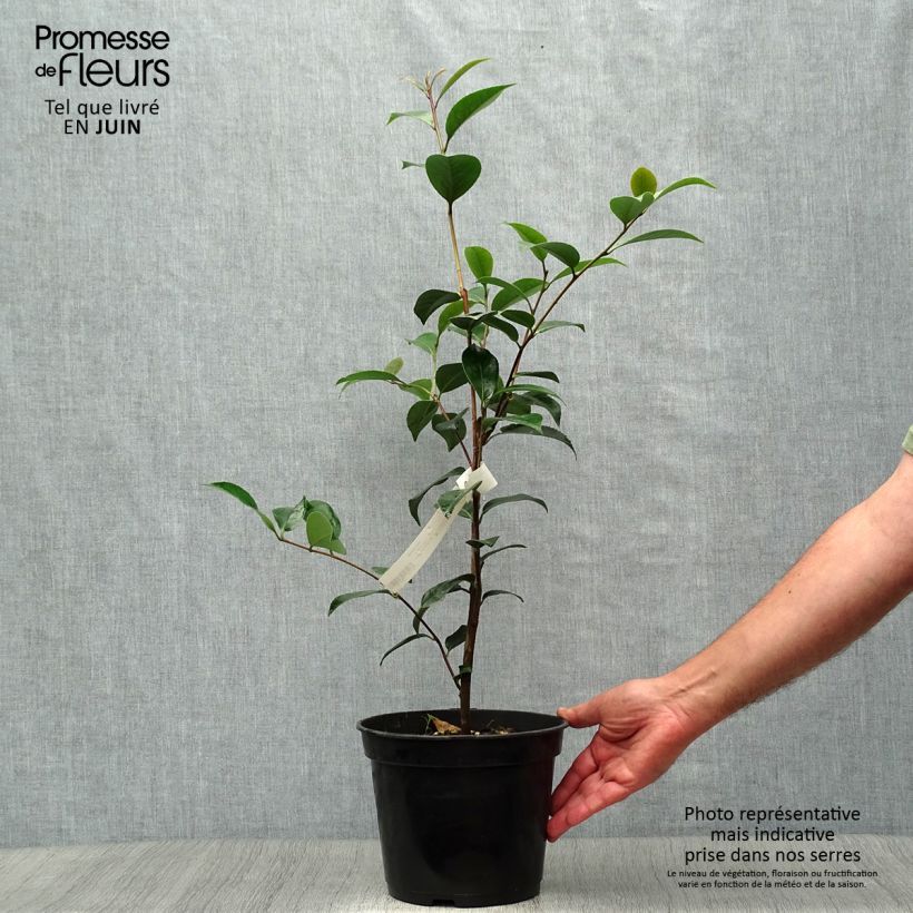 Esemplare di Camellia williamsonii Spring Daze Vaso da 4L/5L consegnato in estate