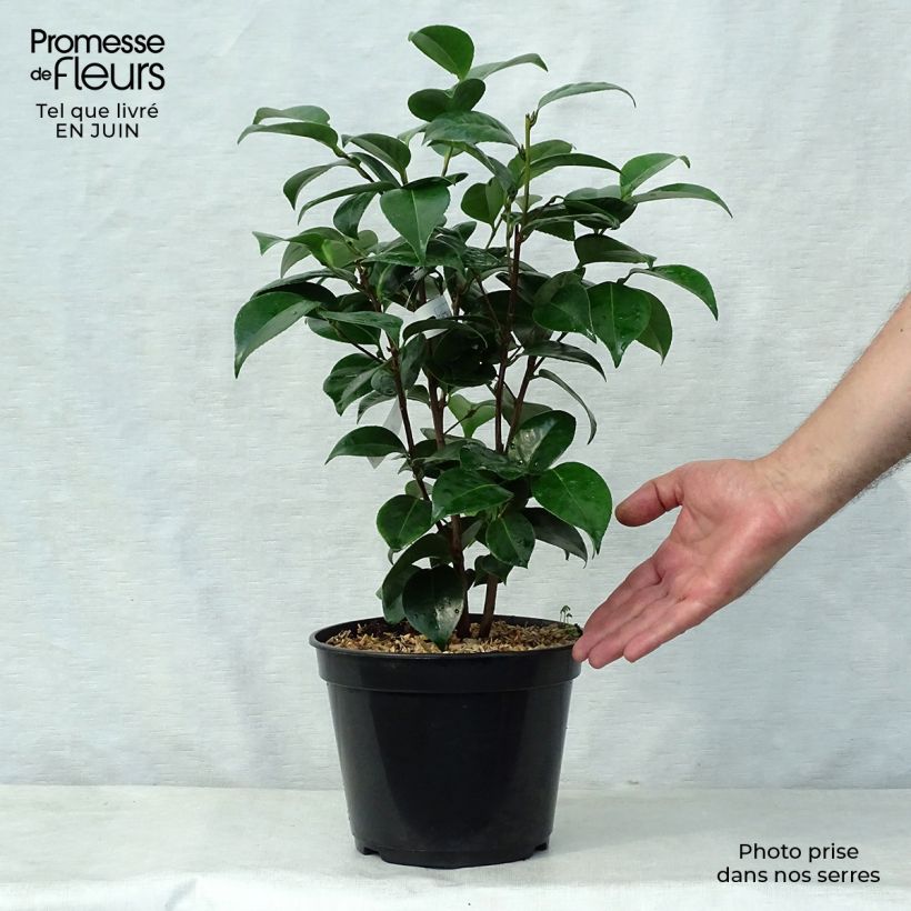 Esemplare di Camellia Tom Pouce Vaso da 4L/5L consegnato in estate