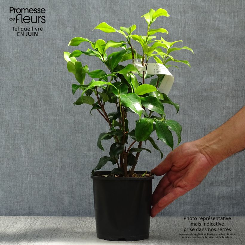 Esemplare di Camellia japonica Jury's Yellow Vaso da 1,5L/2L consegnato in estate