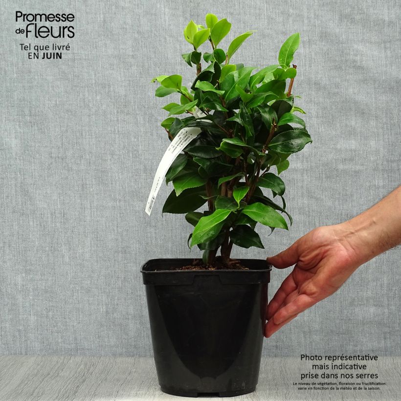 Esemplare di Camellia japonica Jury's Yellow Vaso da 3L/4L consegnato in estate