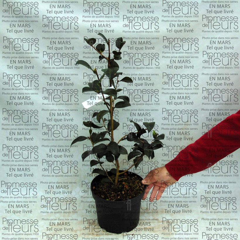 Esempio di esemplare Camellia Gay Border Vaso da 4L/5L come consegnato