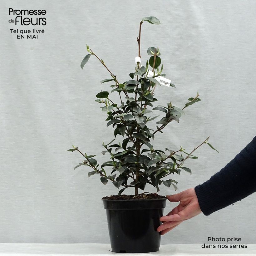 Camellia sasanqua Plantation Pink Vaso da 4L/5LAltezza consegnata circa 40/60cm esemplare consegnato in primavera
