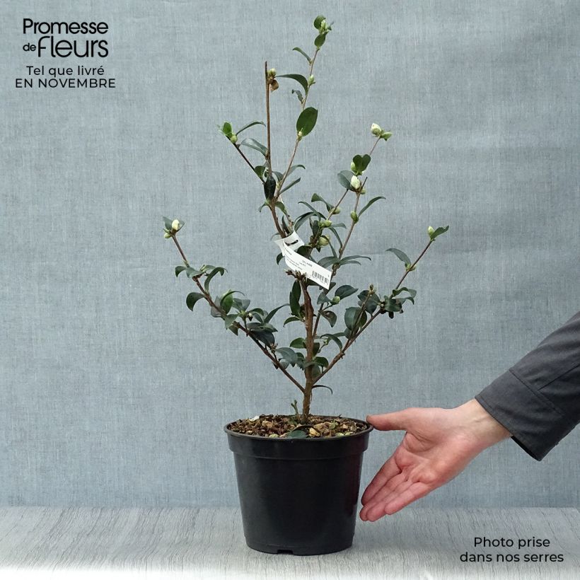 Esemplare di Camellia sasanqua Survivor Vaso da 4L/5L come consegnato in autunno