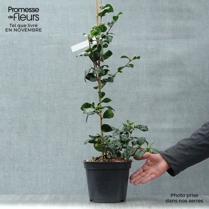 Esemplare di Camellia hiemalis Bonanza Vaso da 3L/4L come consegnato in autunno