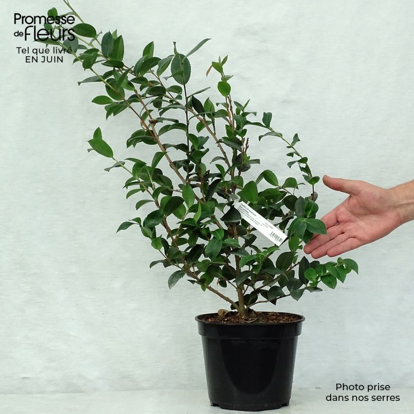 Esemplare di Camellia hiemalis Pink Goddess Vaso da 4L/5L consegnato in estate