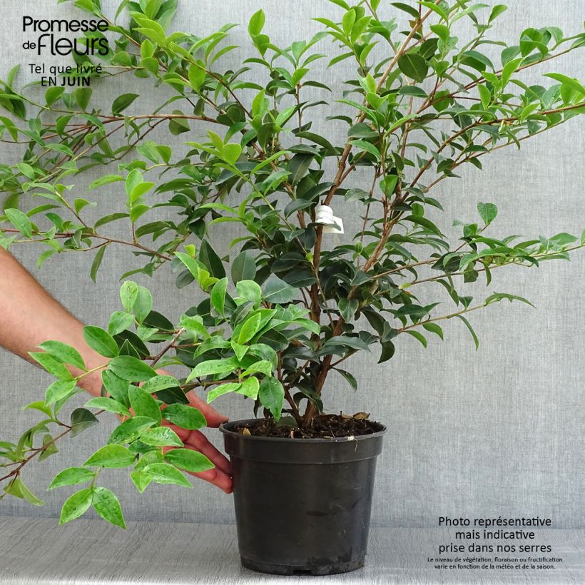 Esemplare di Camellia Fuji no Yuki Vaso da 4L/5L consegnato in estate