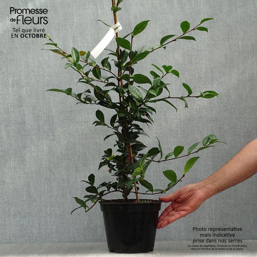 Esemplare di Camellia sasanqua Early Pearly Vaso da 4L/5L come consegnato in autunno
