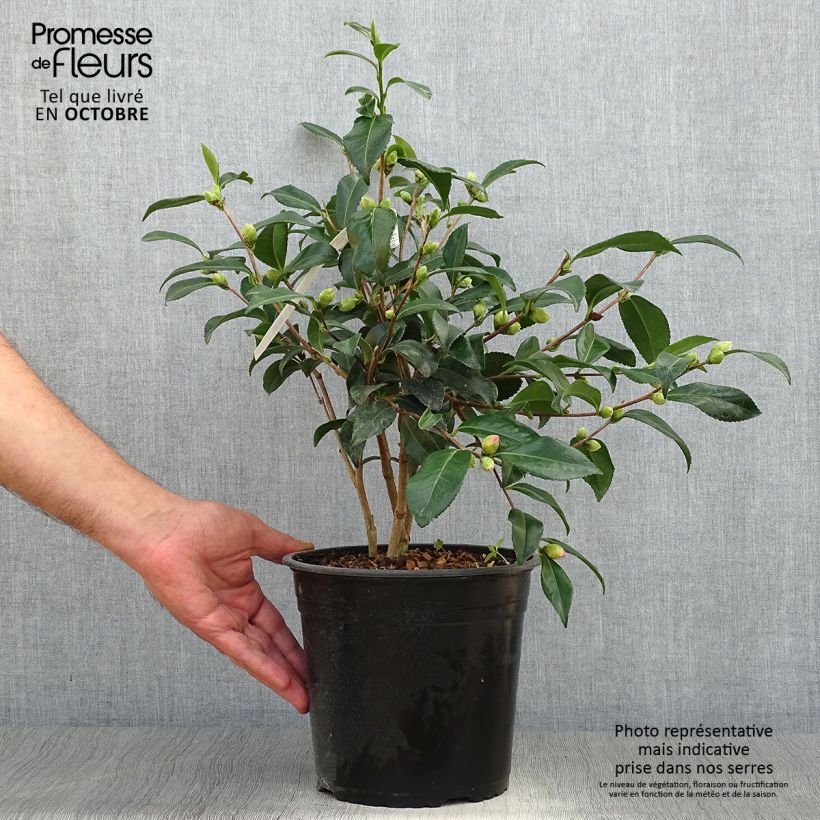 Esemplare di Camellia sasanqua Hinode-Gumo Vaso da 4L/5L come consegnato in autunno