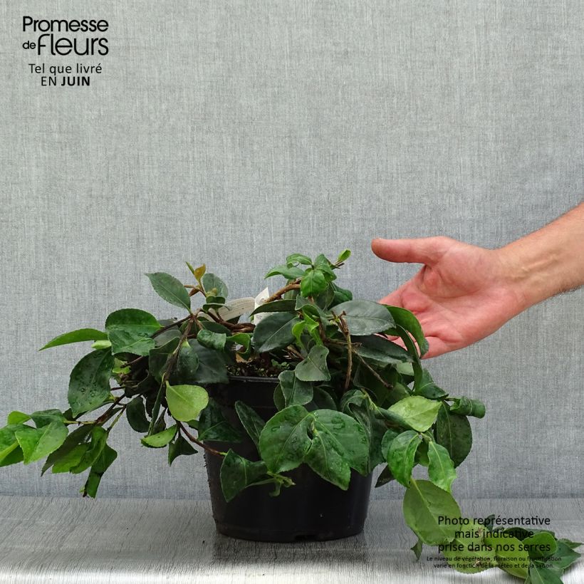 Esemplare di Camellia sasanqua Waterfall Pink Vaso da 4L/5L consegnato in estate