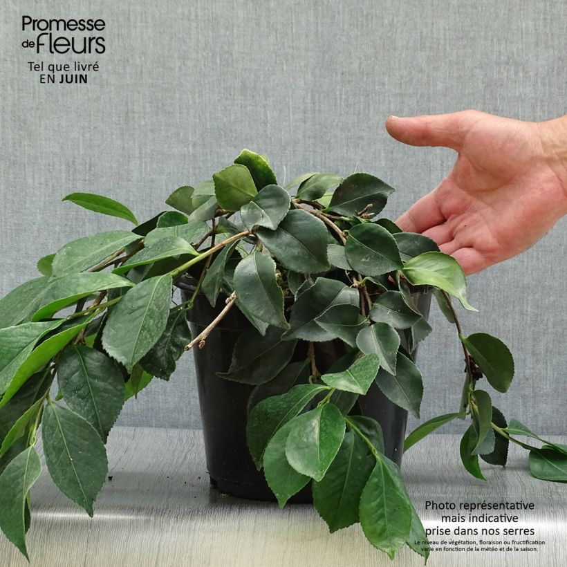 Esemplare di Camellia sasanqua Waterfall White Vaso da 4L/5L consegnato in estate