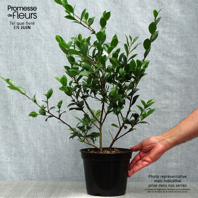Esemplare di Camellia Yuletide Vaso da 4L/5L consegnato in estate