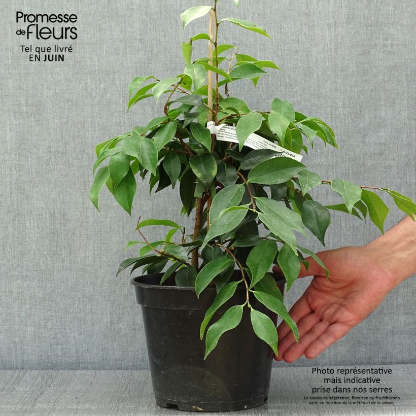 Esemplare di Camellia sasanqua Yume Vaso da 4L/5L consegnato in estate