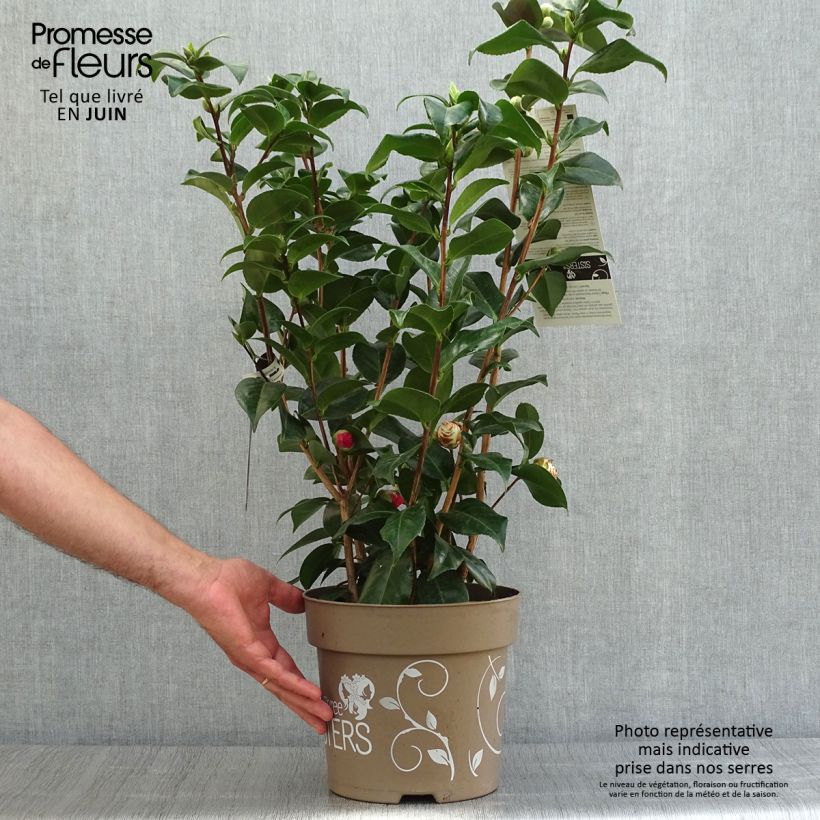 Esemplare di Camellia japonica Three Sisters Mix Vaso da 6L/7L consegnato in estate