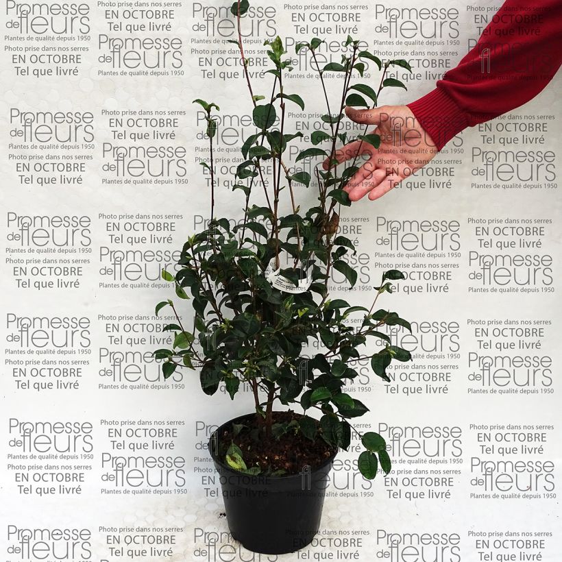 Esempio di esemplare Camellia grijsii Vaso da 4L/5L come consegnato