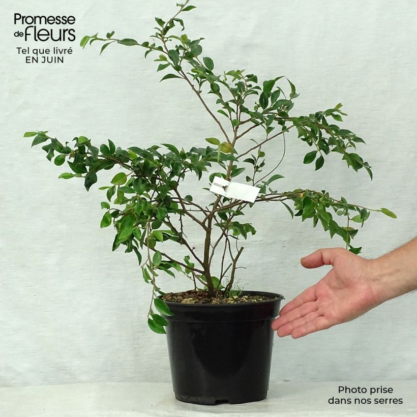 Esemplare di Camellia lutchuensis Vaso da 4L/5LAltezza consegnata circa 50/60cm consegnato in estate