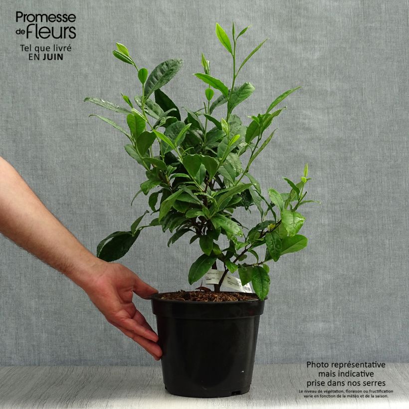 Esemplare di Camellia sinensis - Pianta del tè Vaso da 4L/5L consegnato in estate