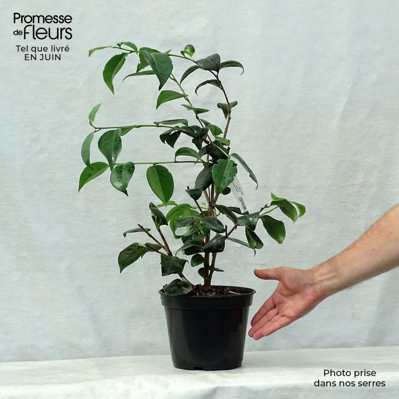 Esemplare di Camellia Betty's Beauty Vaso da 4L/5L consegnato in estate