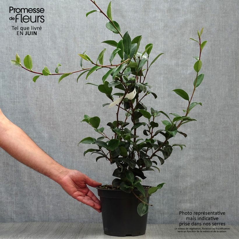 Esemplare di Camellia sasanqua Belinda Vaso da 4L/5L consegnato in estate
