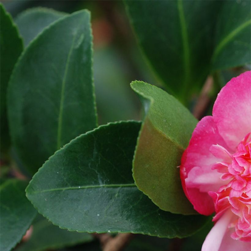 Camellia sasanqua Choji Guruma (Fogliame)