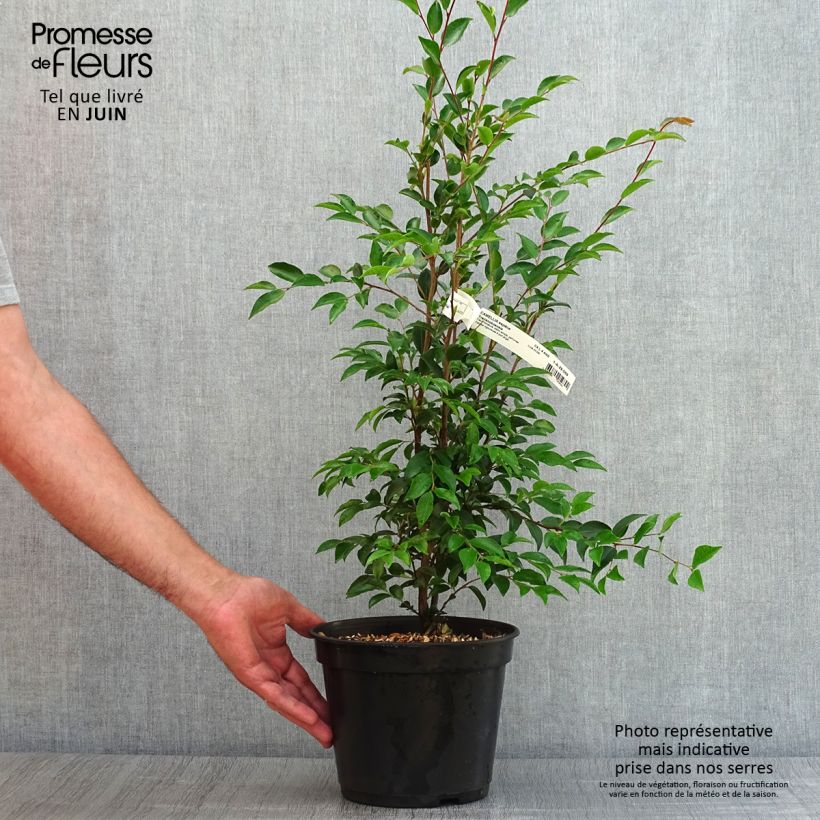 Esemplare di Camellia transnokoensis Vaso da 4L/5L consegnato in estate