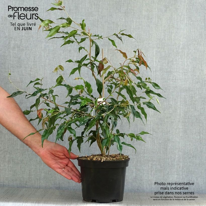 Esemplare di Camellia tsaii - Camelia tsaii Vaso da 4L/5L consegnato in estate