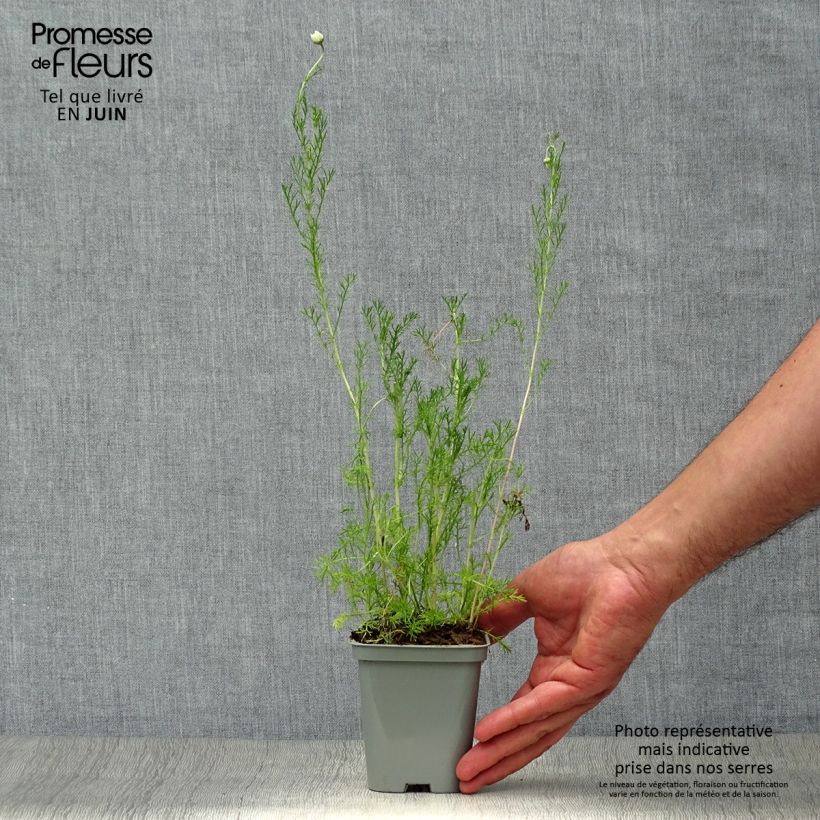 Esemplare di Chamaemelum nobile Ligulosum - Camomilla romana Vasetto da 8/9 cm consegnato in estate