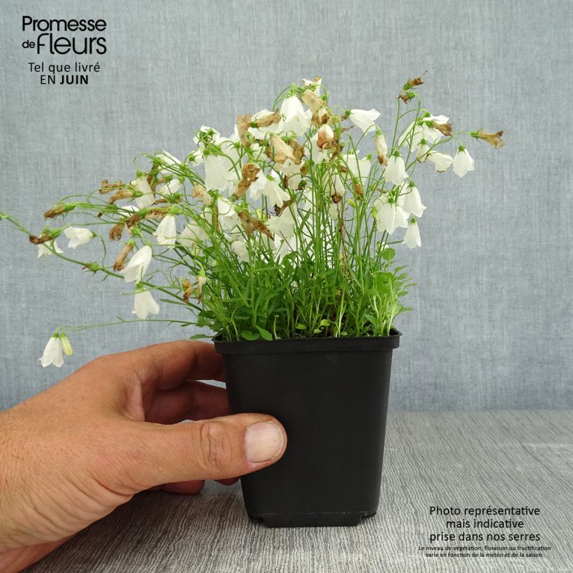 Esemplare di Campanula cochleariifolia Alba - Campanula dei ghiaioni Vasetto da 8/9 cm consegnato in estate