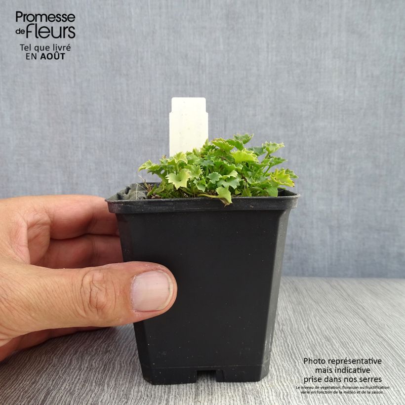 Esemplare di Campanula garganica - Campanula del Gargano Vasetto da 8/9 cm consegnato in estate