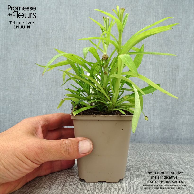 Esemplare di Campanula persicifolia La Bello - Campanula con foglie di pesco Vasetto da 8/9 cm consegnato in estate