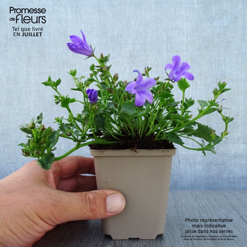 Esemplare di Campanula poscharskyana Resholt Variety - Campanula serba Vasetto da 8/9 cm consegnato in estate