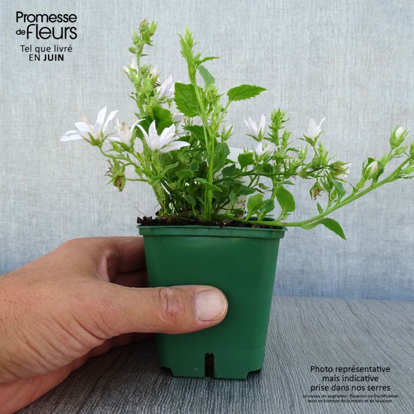 Esemplare di Campanula poscharskyana E.H. Frost - Campanula serba Vasetto da 8/9 cm consegnato in estate