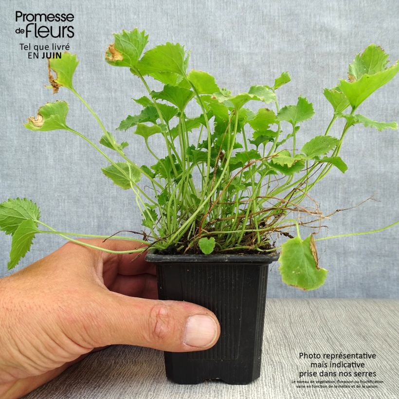 Esemplare di Campanula poscharskyana Lisduggan Variety - Campanula serba Vasetto da 8/9 cm consegnato in estate