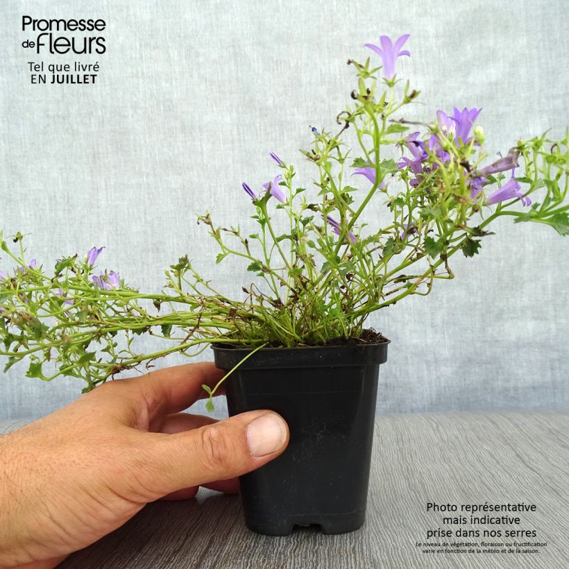 Esemplare di Campanula poscharskyana Stella - Campanula serba Vasetto da 8/9 cm consegnato in estate