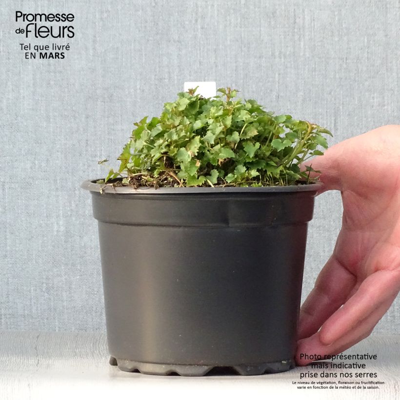 Campanula poscharskyana Stella - Campanula serba Vaso da 2L/3L esemplare consegnato in primavera