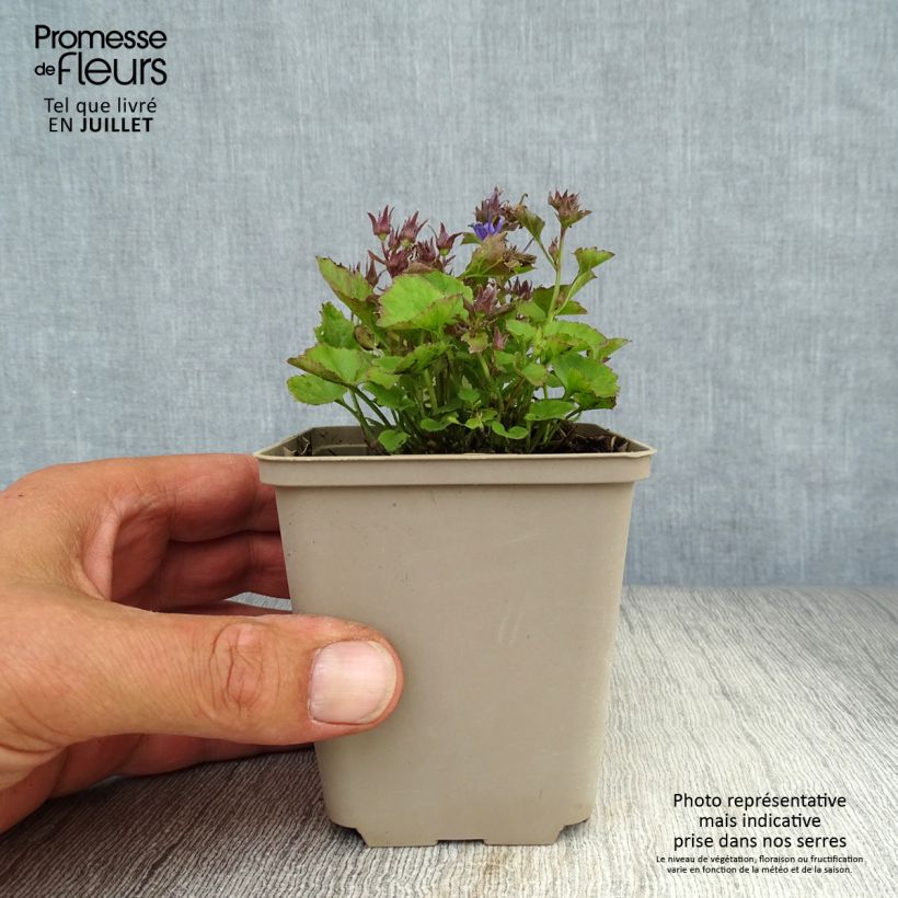 Esemplare di Campanula poscharskyana Trollkind - Campanula serba Vasetto da 8/9 cm consegnato in estate