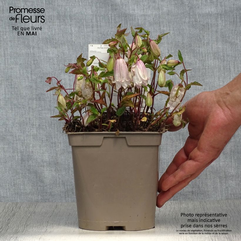 Campanula punctata Milky Way Vaso da 2L/3L esemplare consegnato in primavera