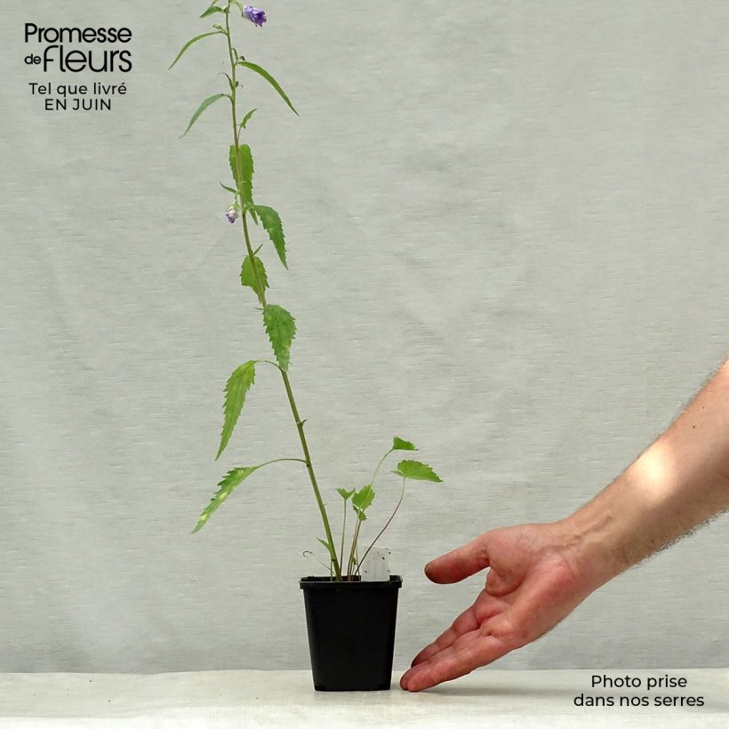 Esemplare di Campanula trachelium Bernice - Campanula selvatica Vasetto da 8/9 cm consegnato in estate