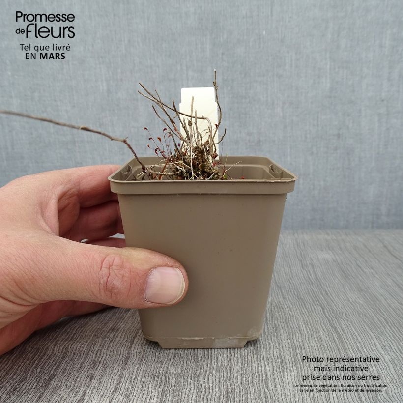 Campanula pulloides G.F. Wilson Vasetto da 8/9 cm esemplare consegnato in inverno