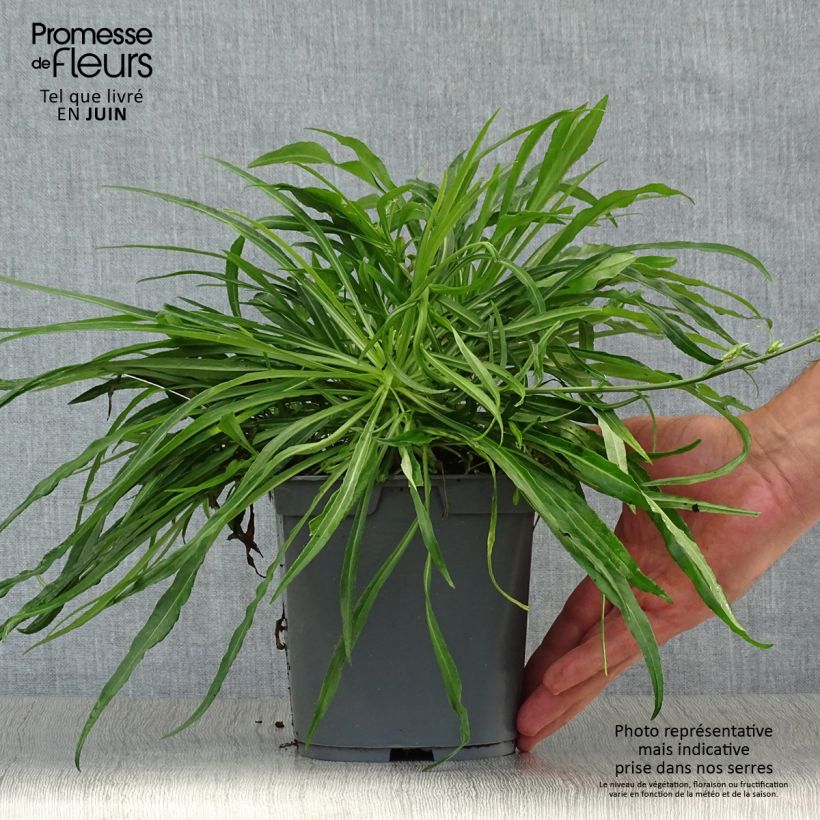 Esemplare di Campanula persicifolia Alba - Campanula con foglie di pesco Vaso da 2L/3L consegnato in estate