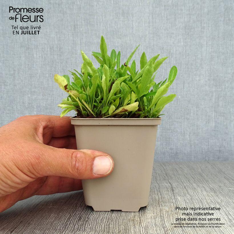 Esemplare di Campanula persicifolia La Belle - Campanula con foglie di pesco Vasetto da 8/9 cm consegnato in estate