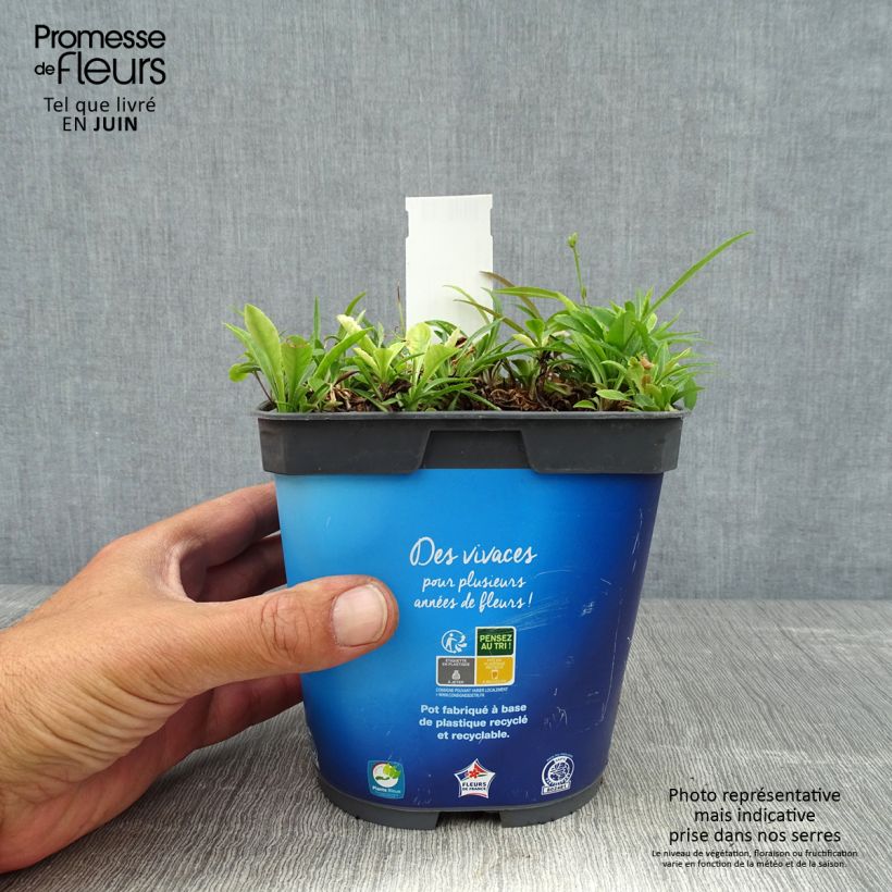 Esemplare di Campanula persicifolia - Campanula con foglie di pesco Vaso da 2L/3L consegnato in estate