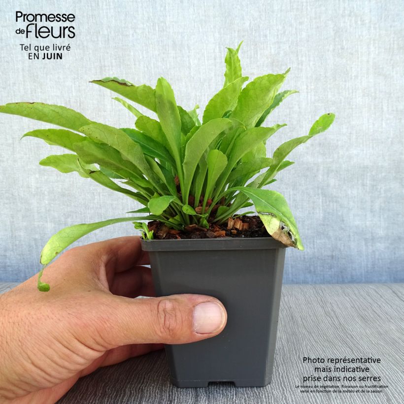 Esemplare di Campanula persicifolia - Campanula con foglie di pesco Vasetto da 8/9 cm consegnato in estate