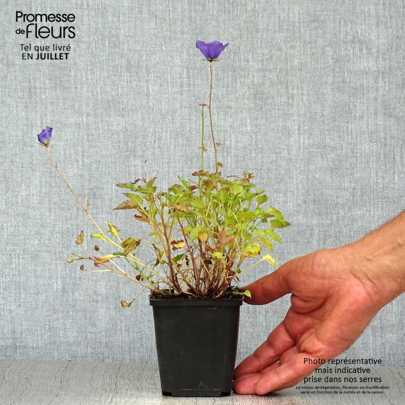 Esemplare di Campanula carpatica - Campanula dei Carpazi Vasetto da 8/9 cm consegnato in estate