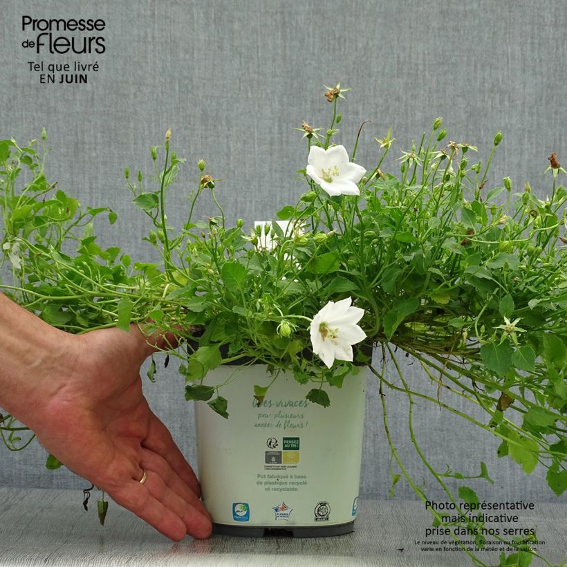 Esemplare di Campanula carpatica Clips White - Campanula dei Carpazi Vaso da 2L/3L consegnato in estate