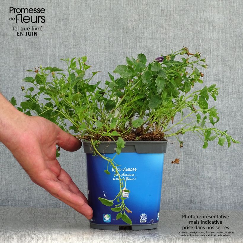 Esemplare di Campanula carpatica Clips Blue - Campanula dei Carpazi Vaso da 2L/3L consegnato in estate