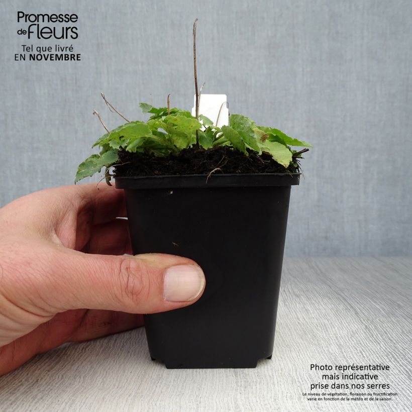 Esemplare di Campanula carpatica Karl Foerster - Campanula dei Carpazi Vasetto da 8/9 cm come consegnato in autunno