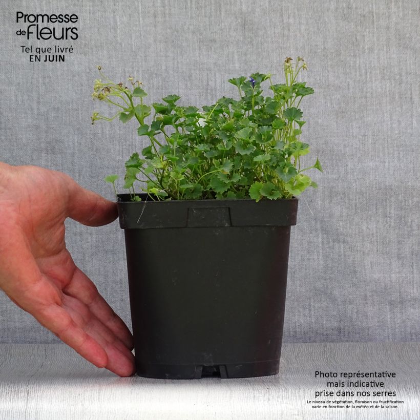 Esemplare di Campanula portenschlagiana - Campanula dalmata Vaso da 2L/3L consegnato in estate